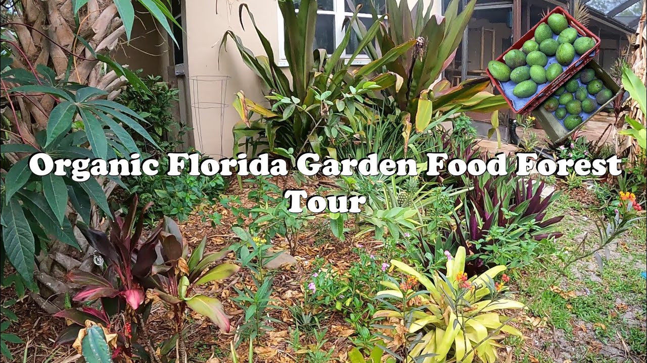 Florida Organic Edible / Tropical Fruit Garden Food Forest Tour | May Zone 10a