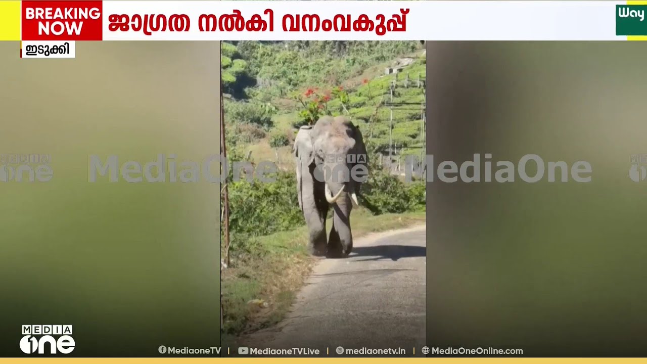 'തമ്പി മാറി നിൽക്ക് ആന മദപ്പാടിലാണ്...'ഇടുക്കി മൂന്നാറിൽ 4 കാട്ടുകൊമ്പന്മാർ മദപ്പാടിൽ