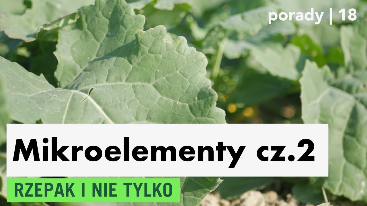 Nawożenie dolistne – mikroelementy cz. 2 (rzepak)