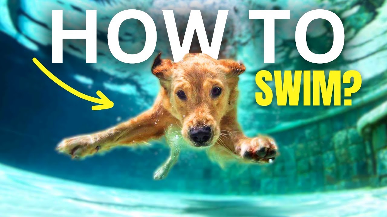 This is THE BEST Way To Teach Your Dog How TO SWIM