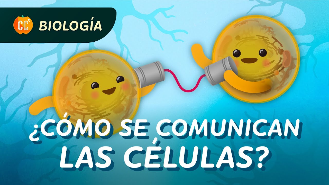 ¿Cómo se comunican las células?: Crash Course Biología #25