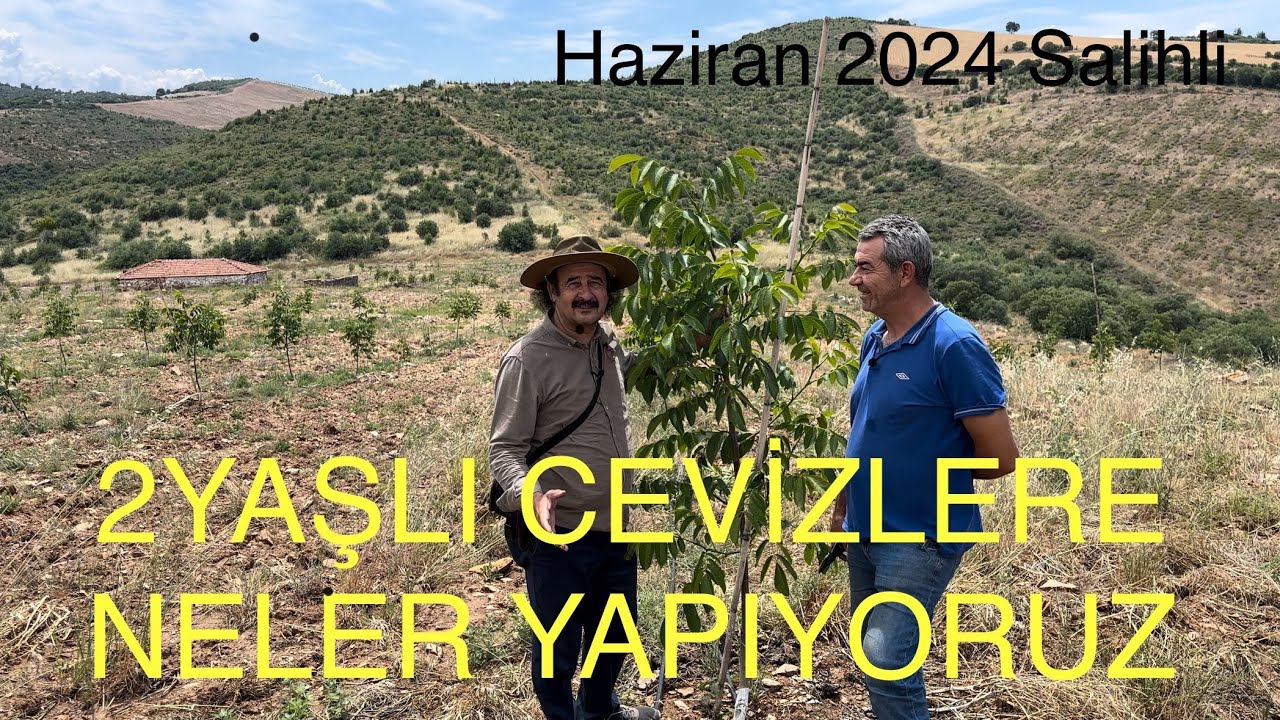 2. YAŞINDA CEVİZLERE NELER YAPIYORUZ? NASIL BUDUYORUZ? Ceviz Adam Ahmet