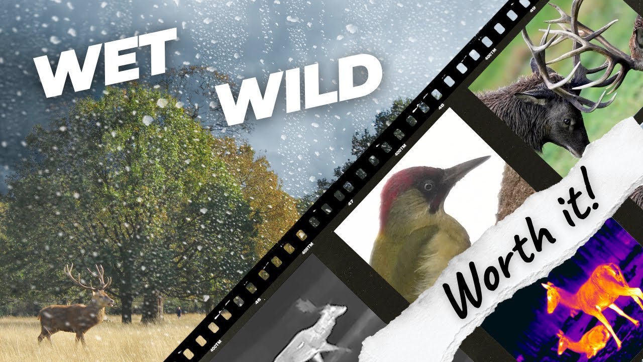 Wet & Wild: Braving the Rain for Richmond Park’s Deer Rut