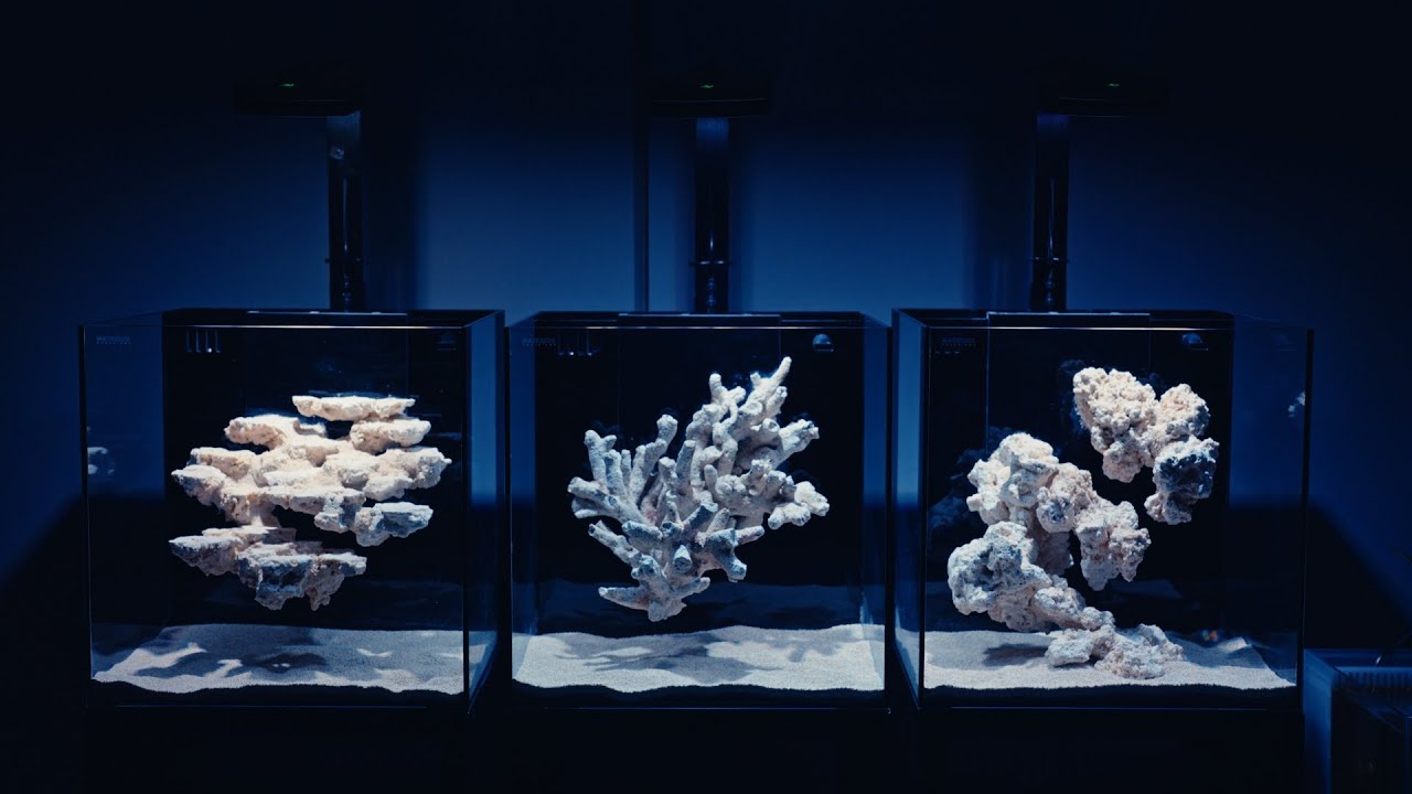 Aquascaping for Waterbox Cube10