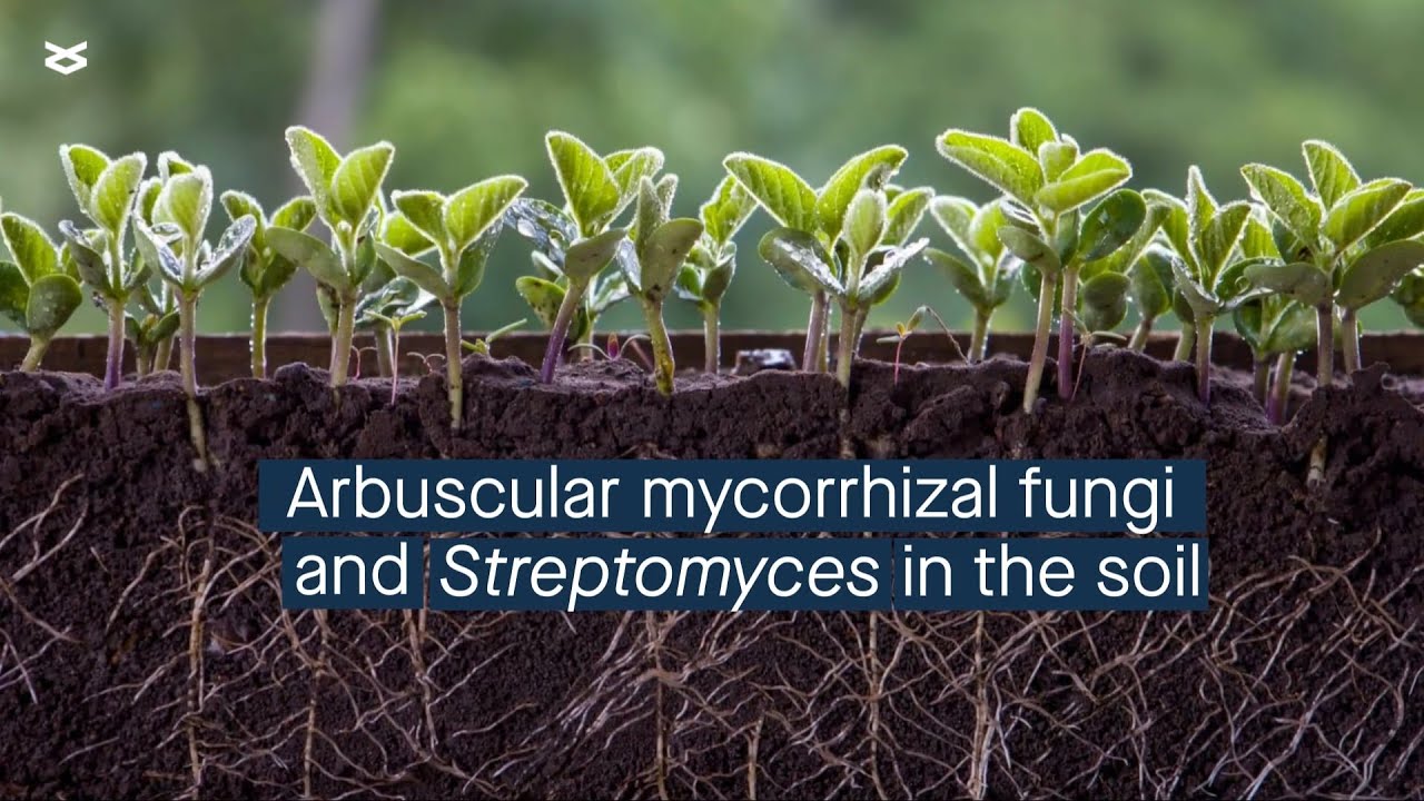 The intricate relationship between Arbuscular mycorrhizal fungi and Streptomyces