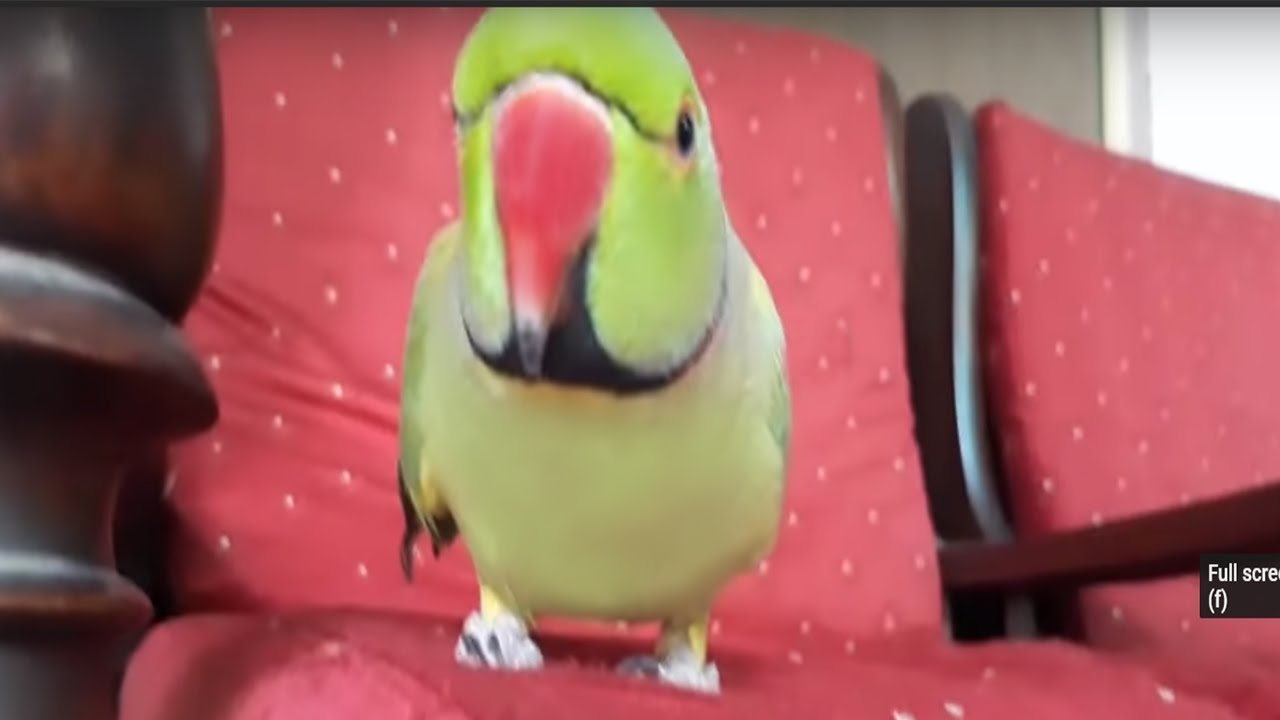 Mitthu On Sofa Seat And Talking In Urdu/Hindi