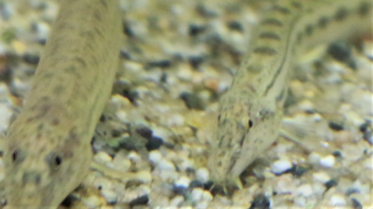 ヒガシシマドジョウ　富士湧水の里 水族館00207