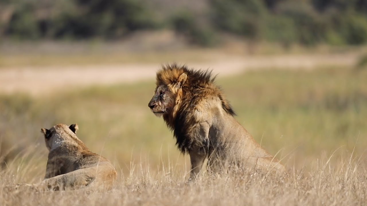 The KAMBULA pride and their NEW CUBS