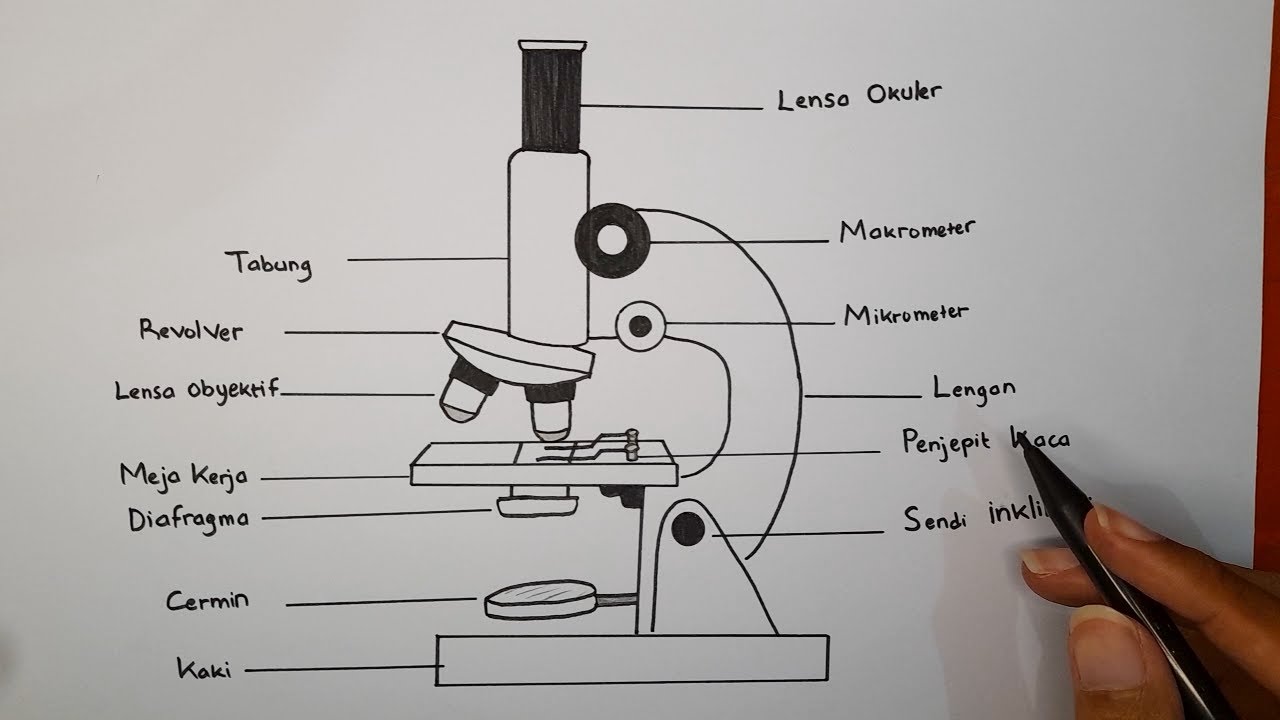 Cara Menggambar Mikroskop Beserta Keterangannya
