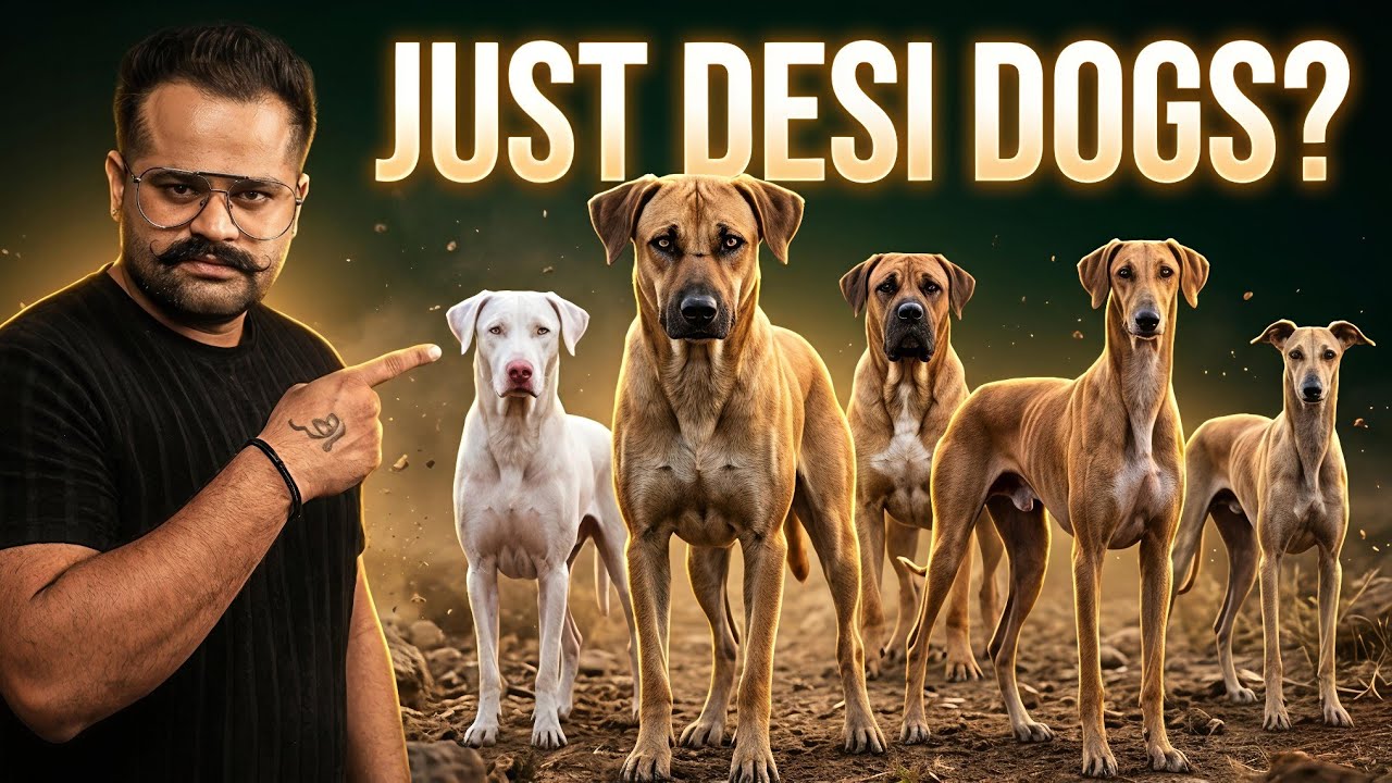 Top 5 Indian Dog Breeds Everyone Ignores | PETPEDIAA 
