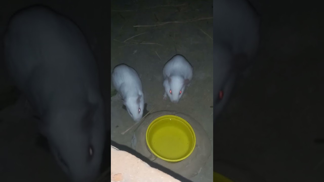 Ginipig ki khor khai 