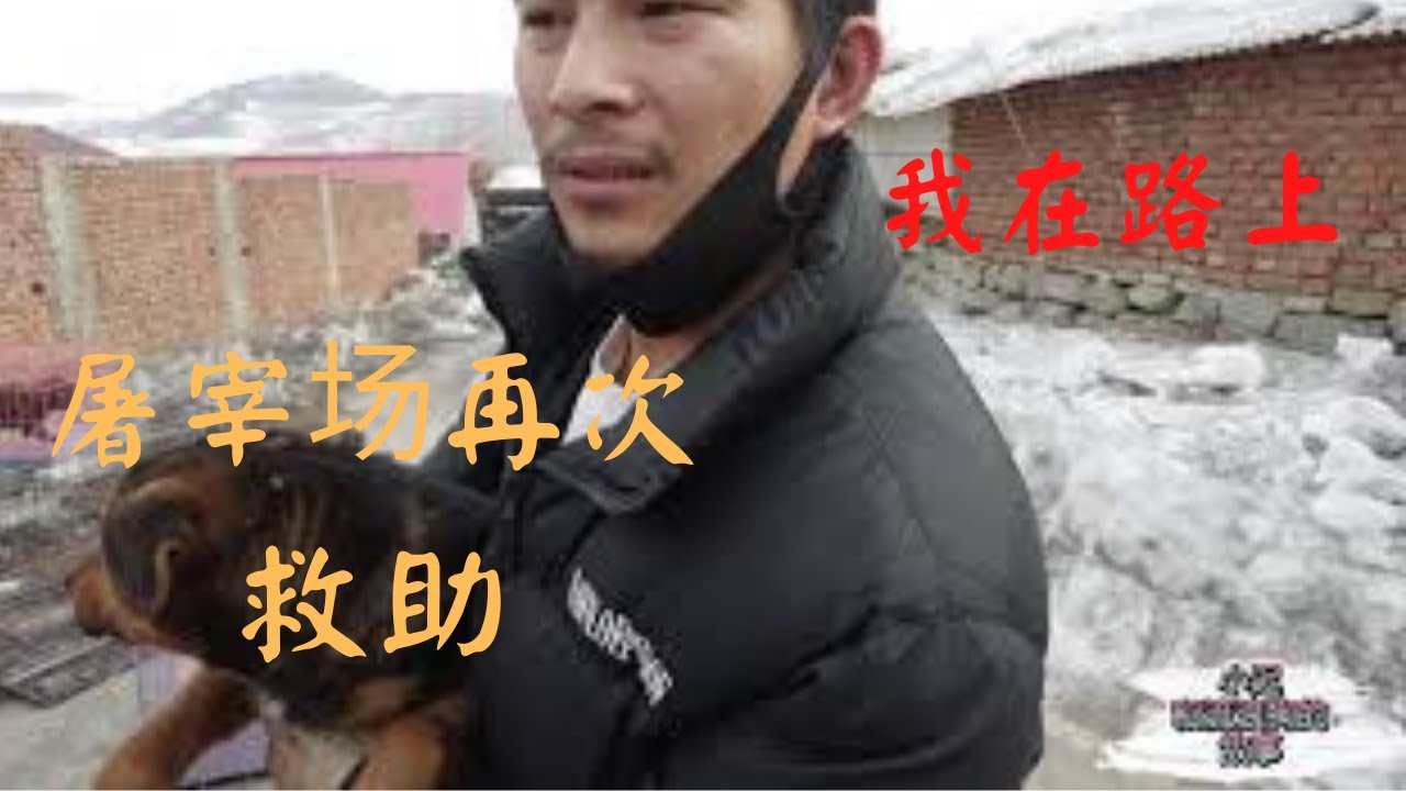三条狗要被賣到屠宰场，好心人拦下送往救助站，小伙花1100元解救          －Dog rescue in China -- 20210227
