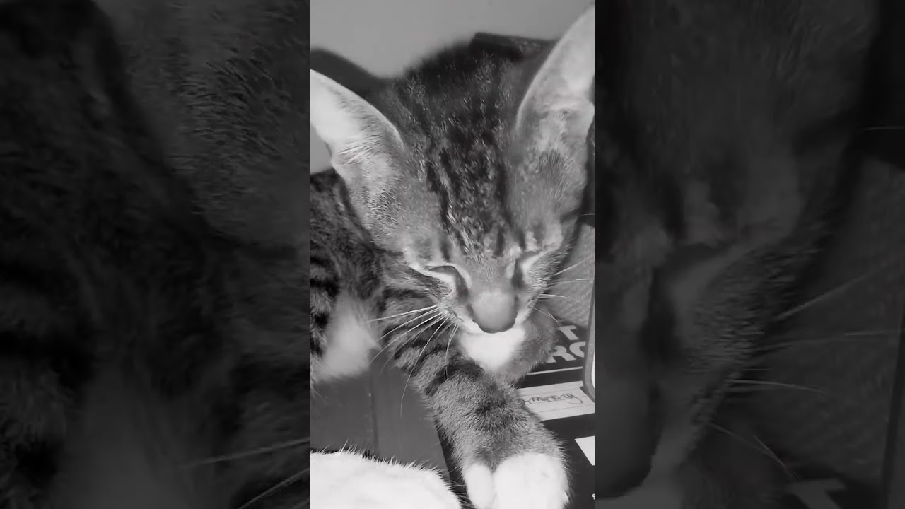 Here's a random video of my cat cleaning himself🫣 