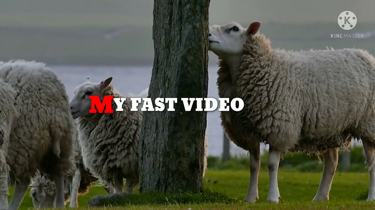MY FAST VIDEO #shorts