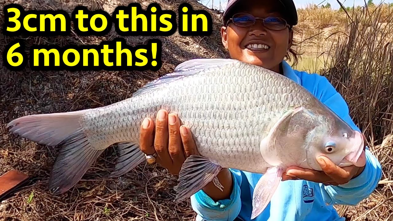 Siamese Carp Mistaken Identity (caught from our lake in Thailand)