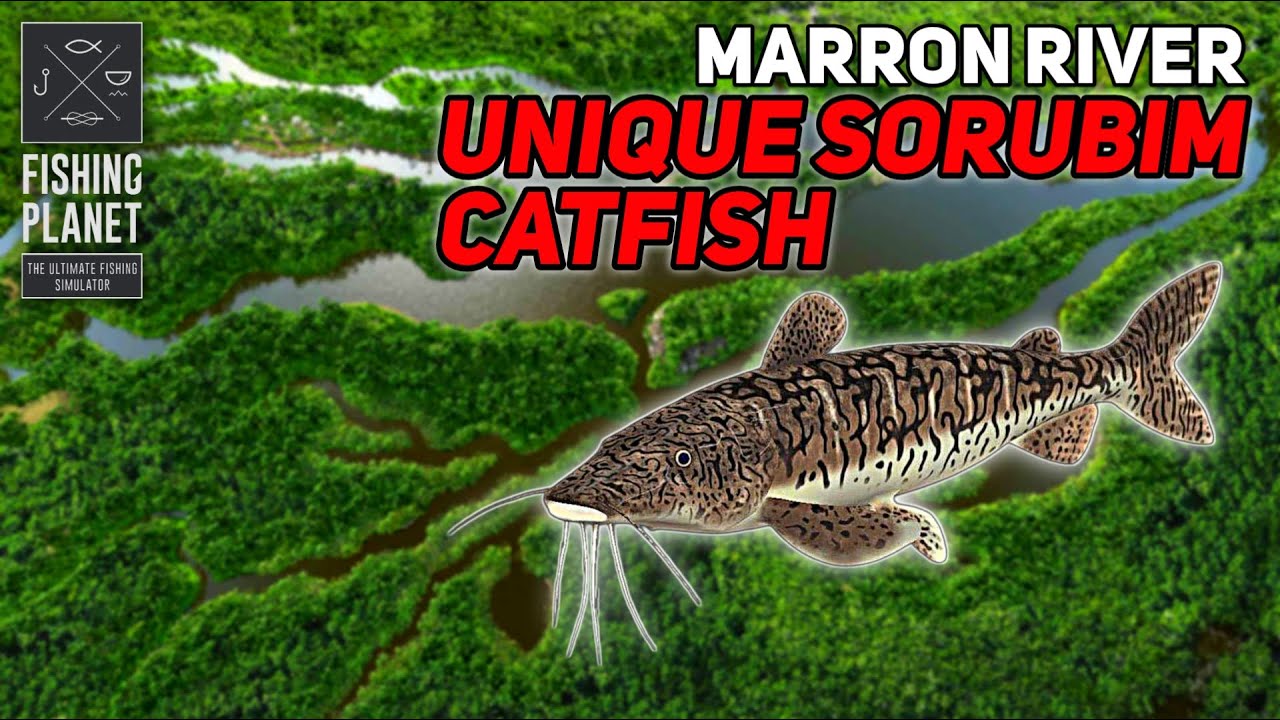 Unique Sorubim Catfish Marron River - Fishing Planet