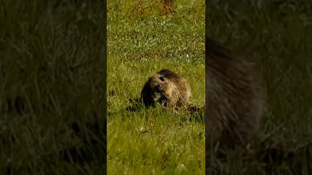 Coipo comúnmente llamada Nutria 