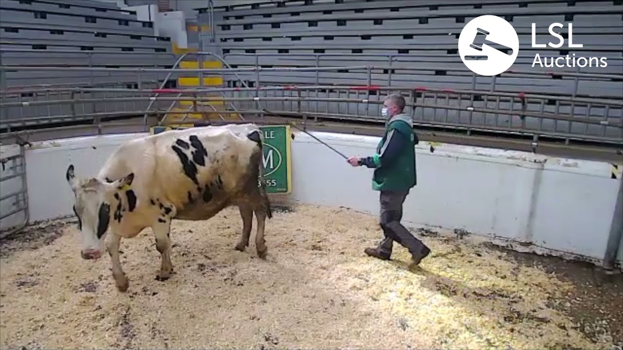 LSL Auctions - Must see in-calf Heifer at Kilmallock. Dairy Cow in Lot 606 - LSLAuctions.com