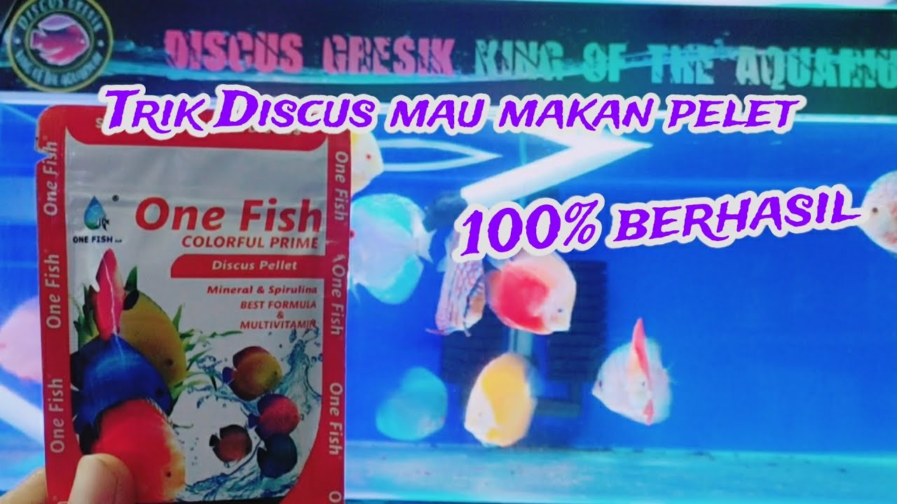 Cara agar Discus mau makan Pelet versi @GresikAquatic, Dijamin berhasil 100%
