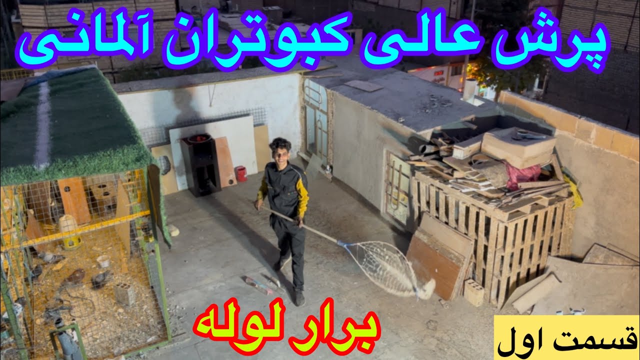 پرش عالی کبوتران آلمانی چاشنی توسط پیمان!راند دوم توسط مهدی برار لوله در مشهد 