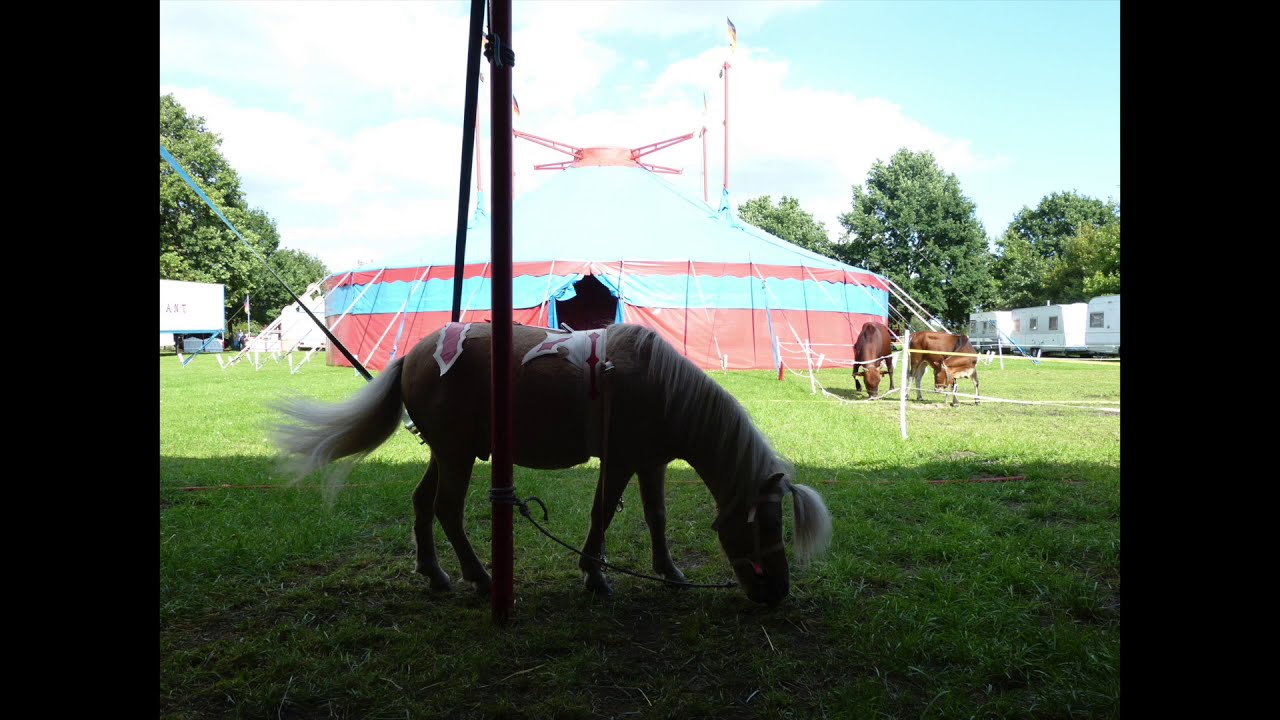 Circus Brilliant 2014