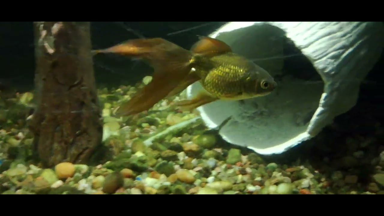 Los peces de la terraza 2234393948