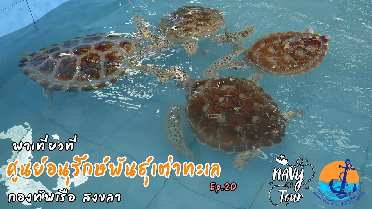 Navy On Tour EP.20 พาเที่ยวที่ ศูนย์อนุรักษ์พันธุ์เต่าทะเล กองทัพเรือ สงขลา