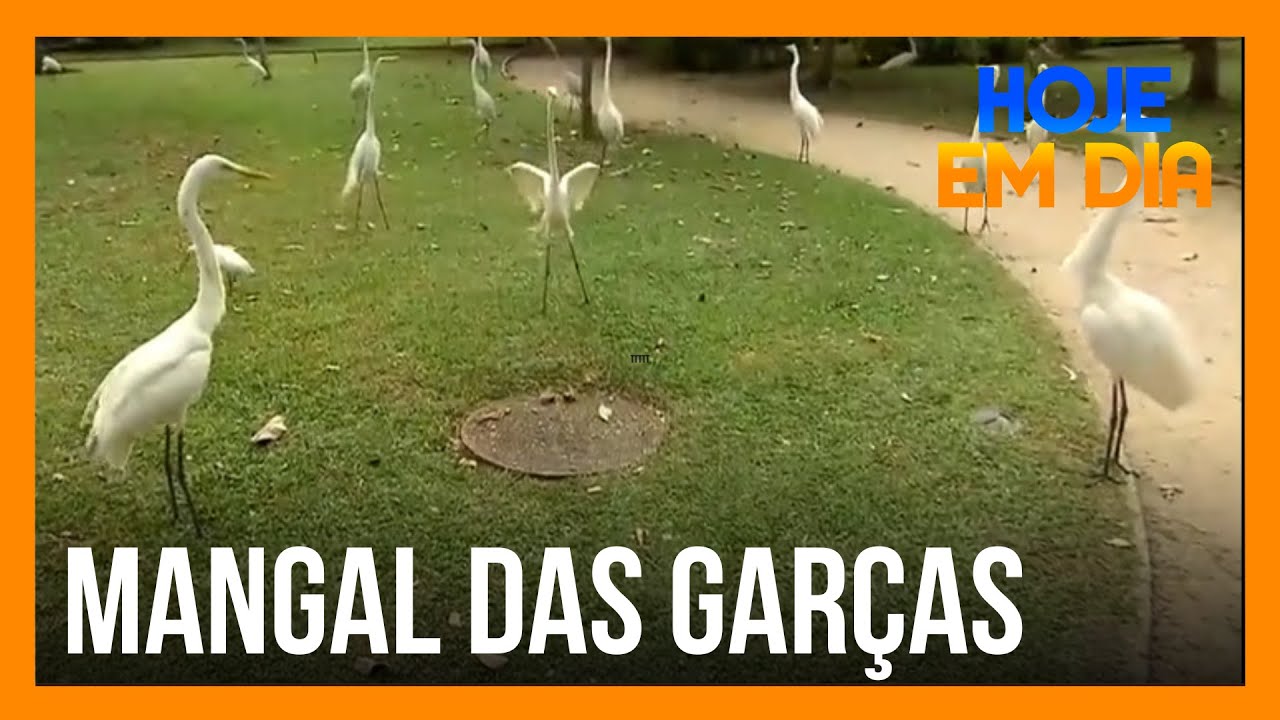 Do Meu Brasil: Conhe&ccedil;a Mangal das Gar&ccedil;as, um cart&atilde;o-postal de Bel&eacute;m do Par&aacute;