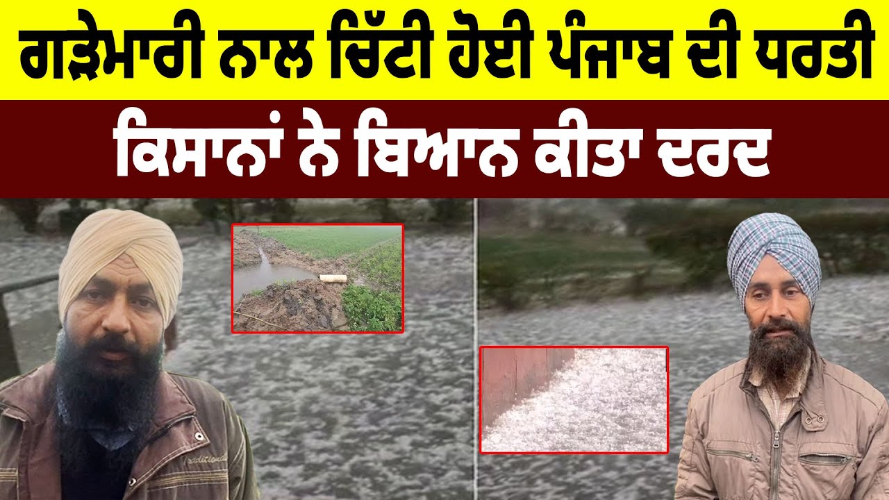 Heavy Rain in Punjab - Hailstorm ਨਾਲ ਚਿੱਟੀ ਹੋਈ Punjab ਦੀ ਧਰਤੀ, Farmers ਨੇ ਕੀਤਾ ਦਰਦ ਬਿਆਨ