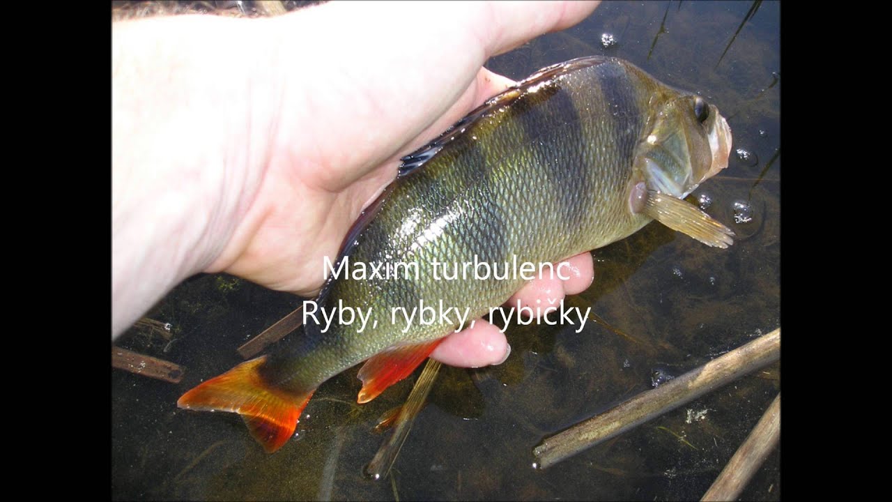 Ryby , rybky, rybičky - Maxim turbulenc