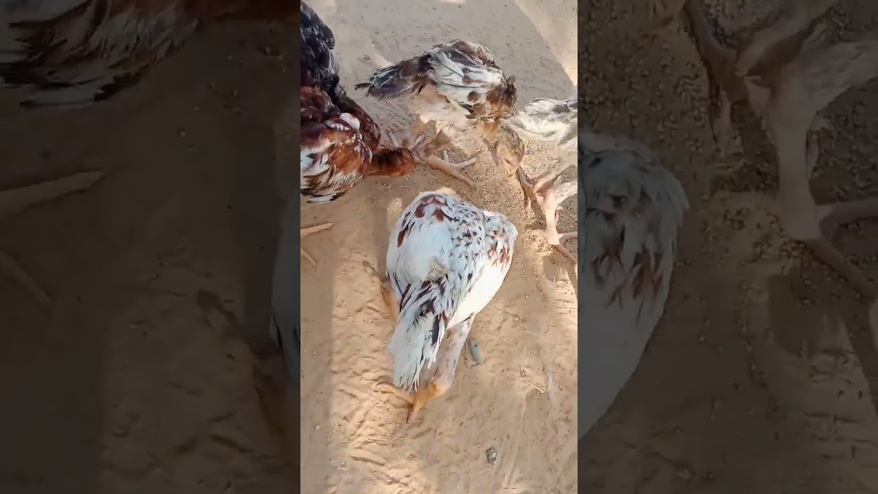 java aseel chicks