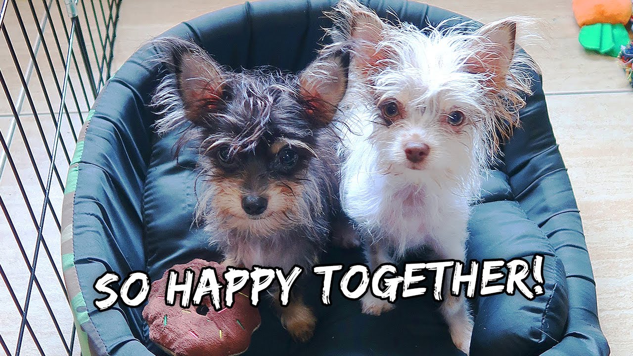 My Puppy Spends The Day With His Twin Brother | Vlog #926