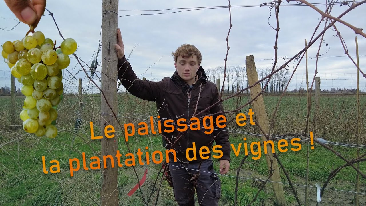 Comment planter et palisser un plant de vigne au jardin ?