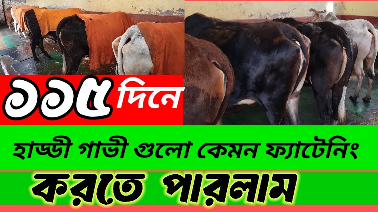 ১১৫দিনে দাবিগুলো কেমন ফ্যাটেনিং করতে পারলাম। কৃষি চ্যানেল ২৪ 🐄✅📢