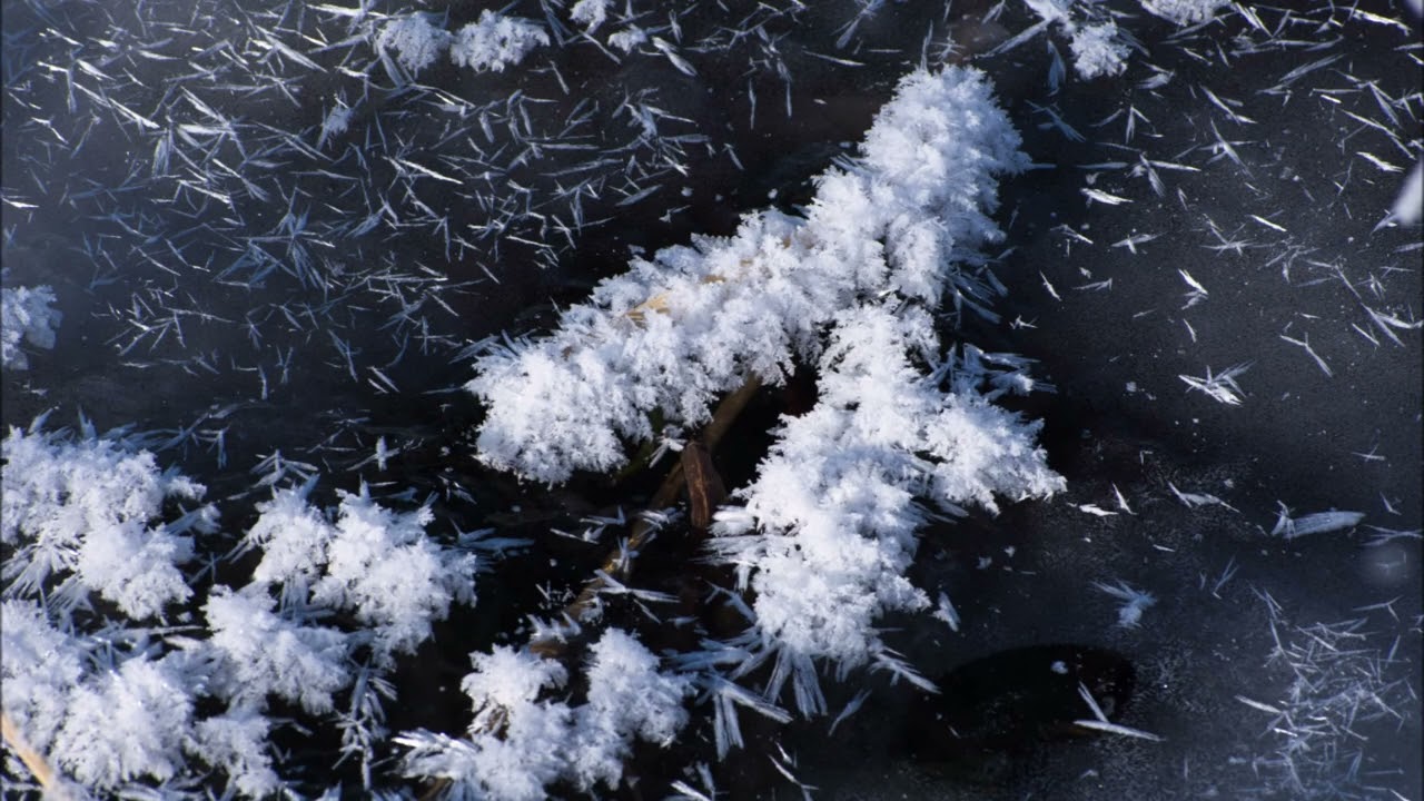 2022年12月 19日－14℃霜の花（フロストフラワー）