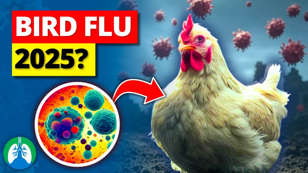 Bird Flu (Avian Influenza) | Is it Dangerous in Humans?