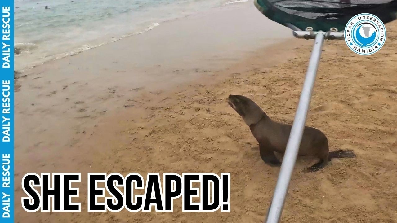 She Escaped The Net... But We Weren't Giving Up!