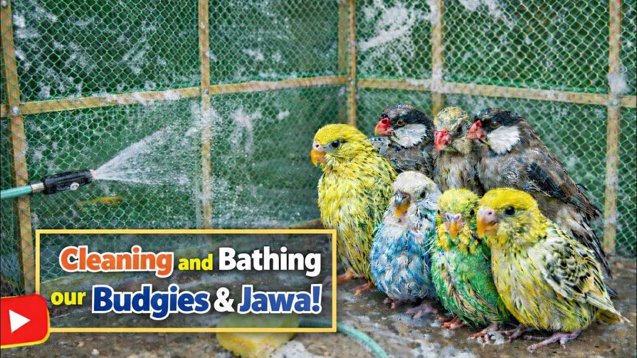 Budgies & Jawa ko bath di aur cage ki safayi ki.🧽. @simmi.simba_00 #youtube #vlog #video #minizoo 