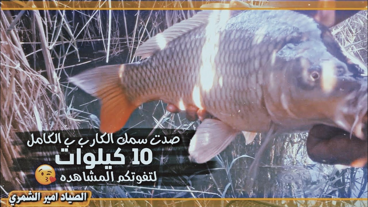 صيد أكبر اسماك الكارب #صيد_اسماك_الكارب #الصياد_امير_الشمري
