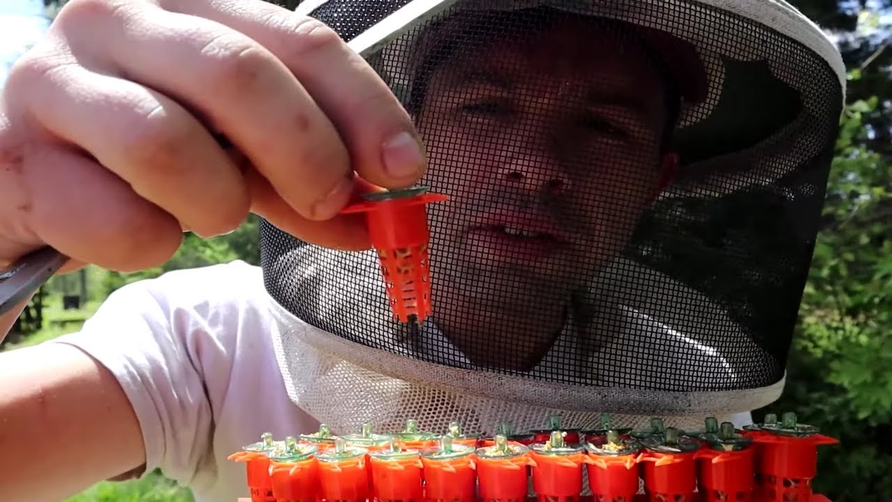 🔵Making Small Hives for Virgin Queens.