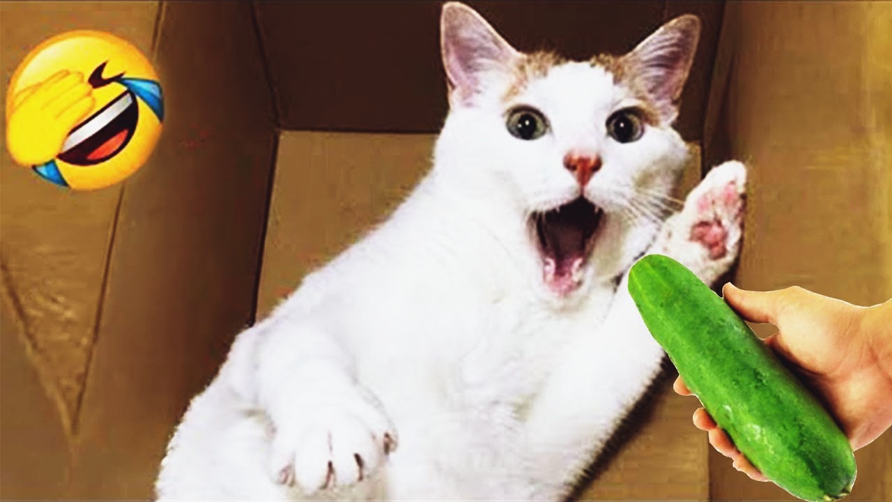Try Not To Laugh 🌈 Funniest Cats & Dogs 😻 Funny Animals