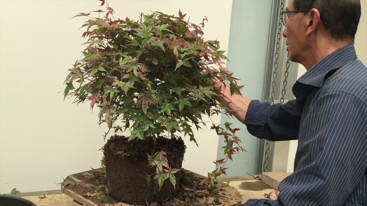 How to prune and shape a Maple from scratch