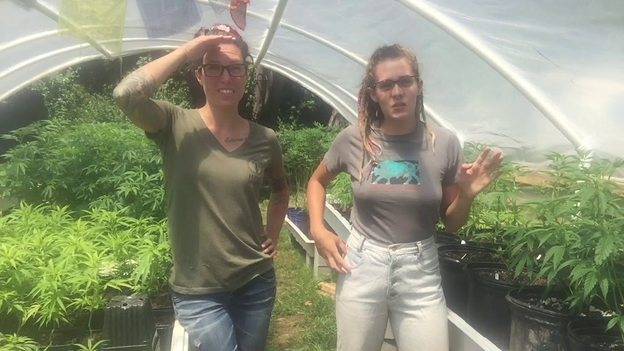 Grow Sisters, Cannabis and Hemp life cycle, Blessed Coast Farms, Humboldt County California