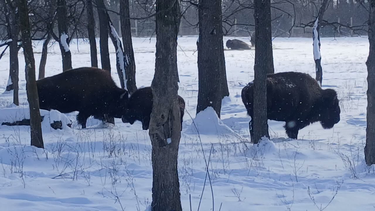 Winter Bison Slideshow.                       #oldschoolalaska #bison #buffalo 
