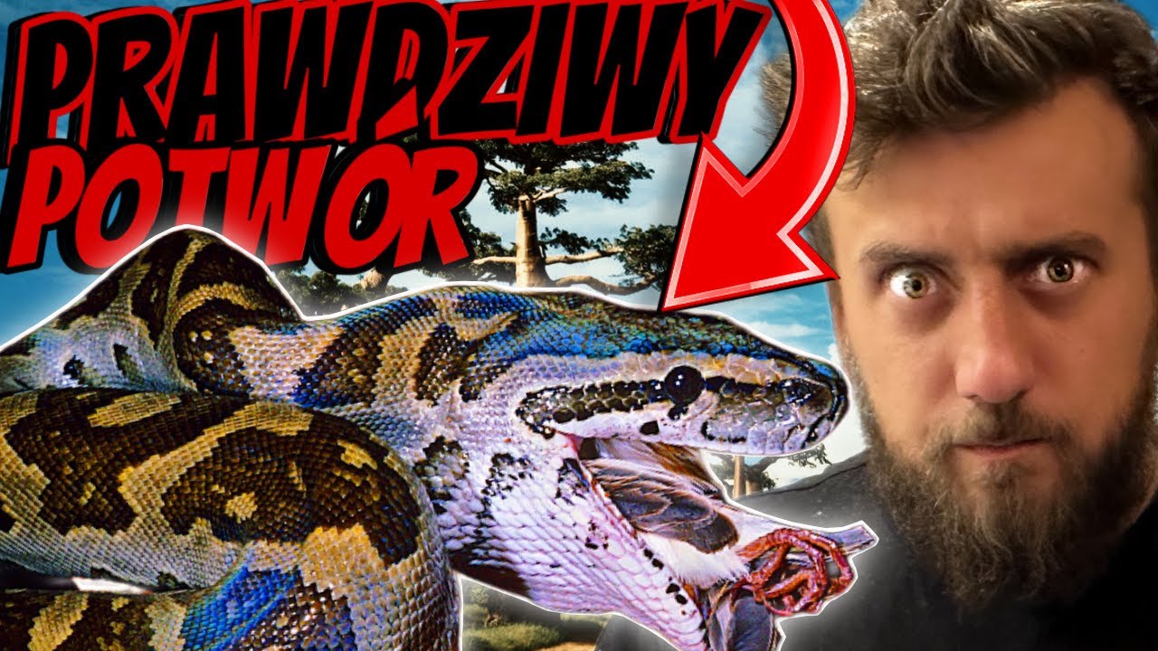 NAJWIĘKSZY WĄŻ AFRYKI | PYTON SKALNY | FAKTY!