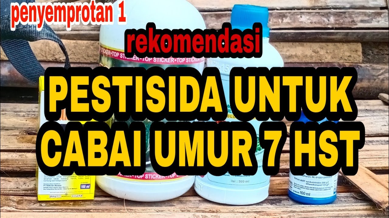 PENYEMPROTAN TANAMAN CABAI UMUR 7 HST #PENYEMPROTAN 1