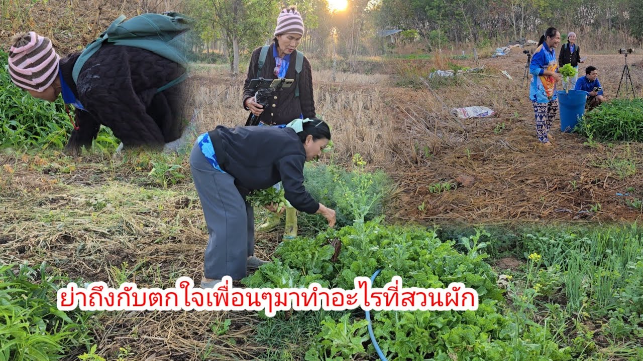 ย่าไม่อยู่ มาดูสวนผัก เกิดอะไรขึ้นทุกคน พูด แบบนี้#ป้าแต๋นชาเเนล 