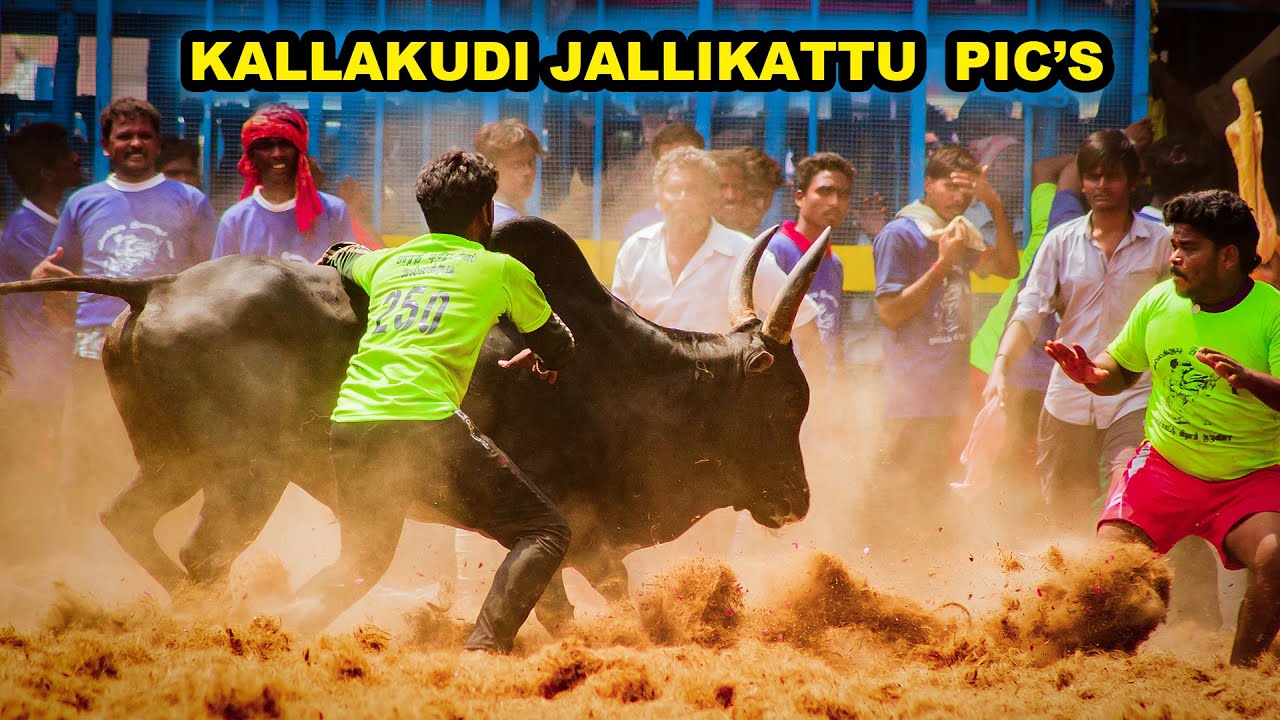 KALLAKUDI JALLIKATTU IMAGES | CANON REBEL T3I | JALLIKATTU