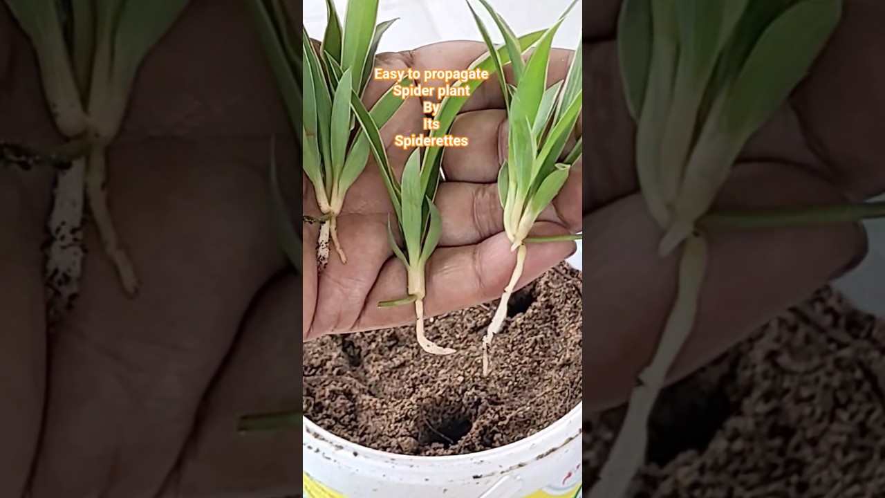 🌿✂️🪴Spider plant easily propagated via spiderettes/baby plants pups #aadishkiduniya #spiderettes