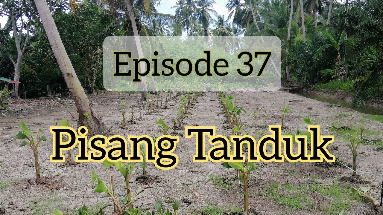 [ SANTAI ]  Cara tanam pisang tanduk | Projek bulan puasa